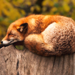 fox_WfdT_260x180